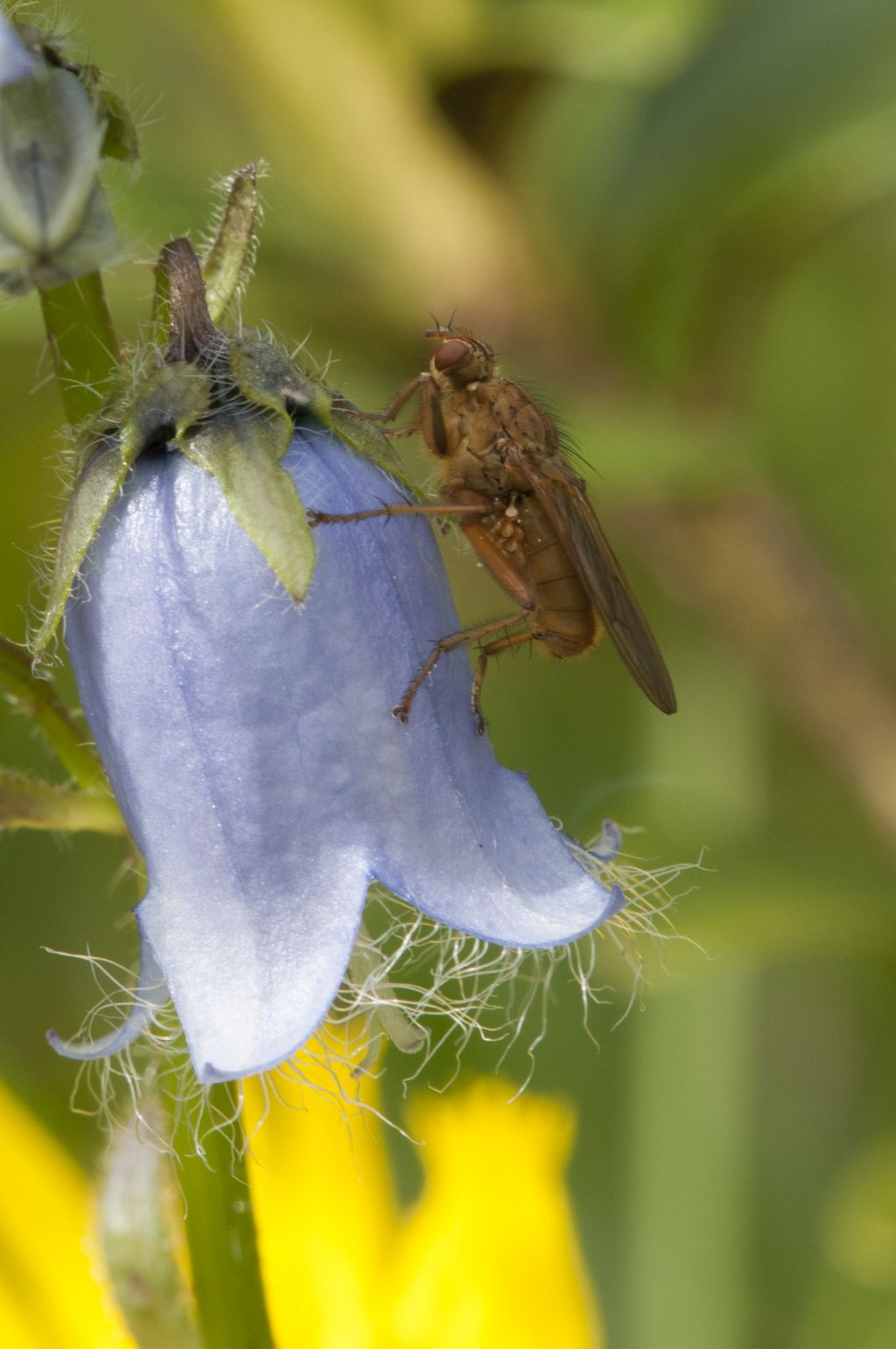 Scathophaga lutaria maschio  (Scathophagidae)
